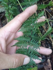 Myriopteris microphylla