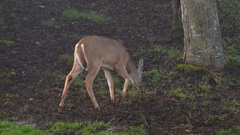 Odocoileus virginianus leucurus