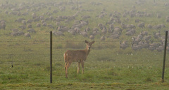 Odocoileus virginianus leucurus