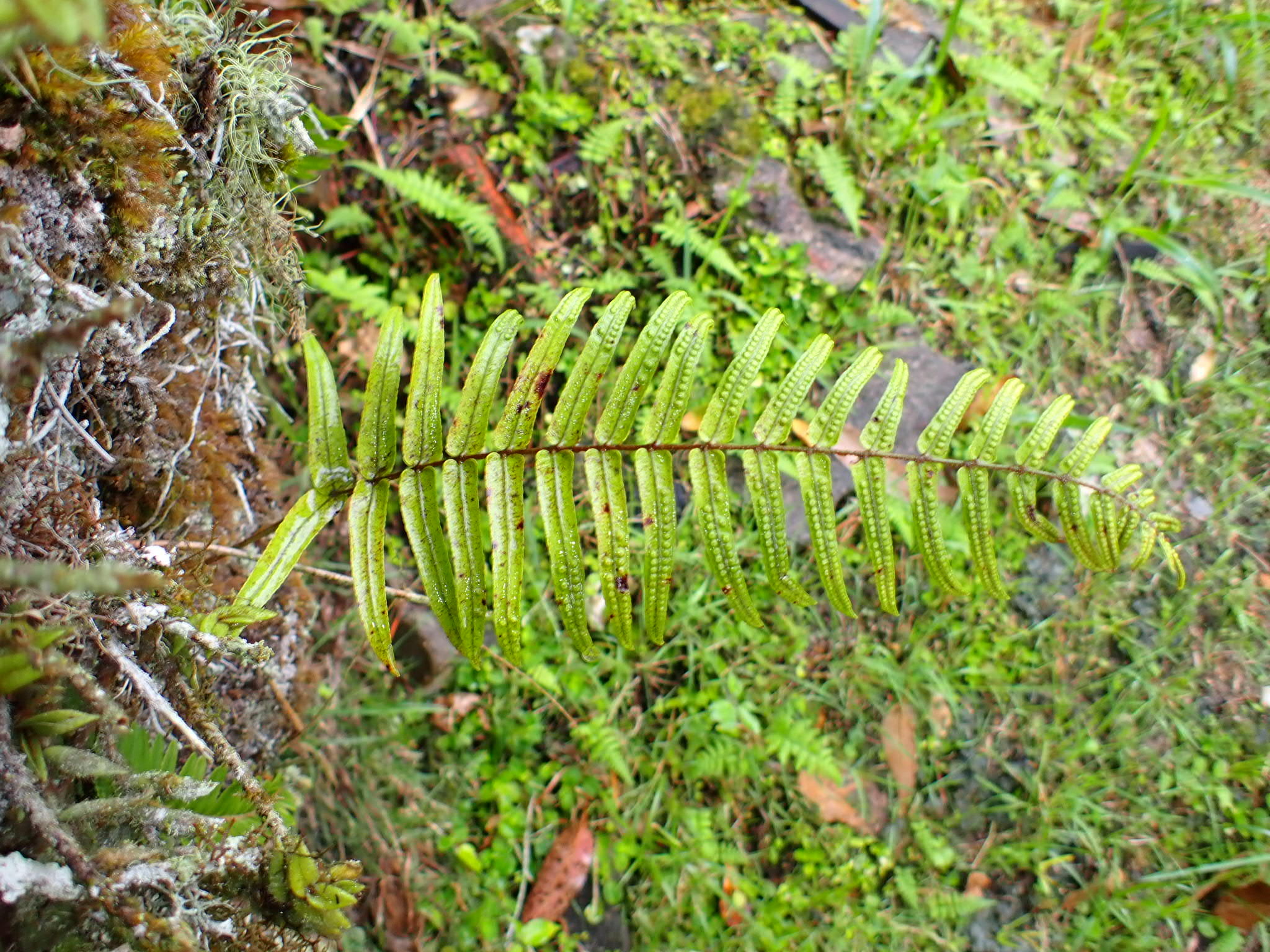 Imagem de Goniophlebium subauriculatum