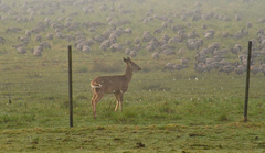 Odocoileus virginianus leucurus