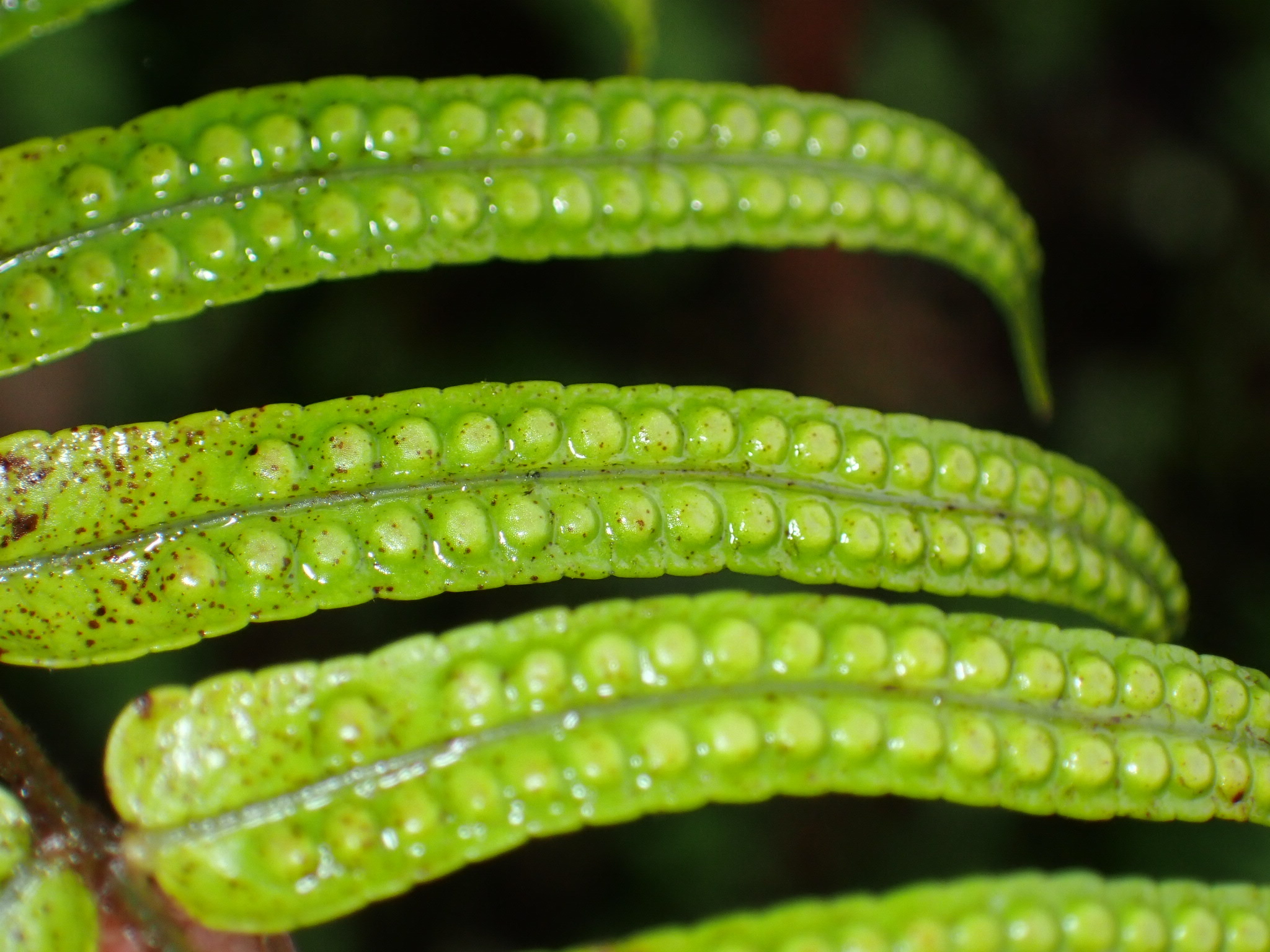 Imagem de Goniophlebium subauriculatum