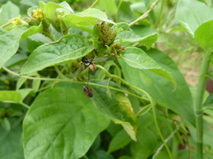 Salticidae