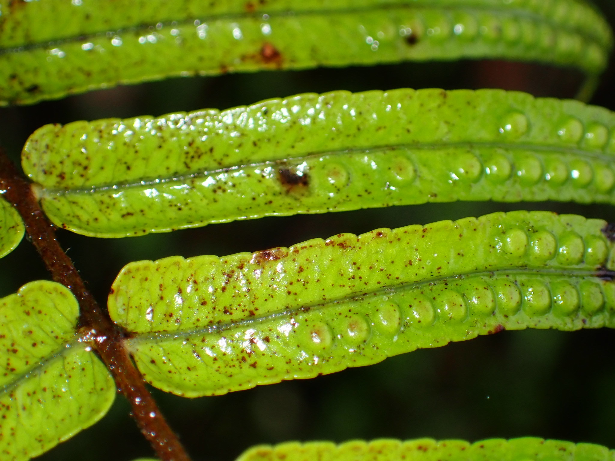 Imagem de Goniophlebium subauriculatum