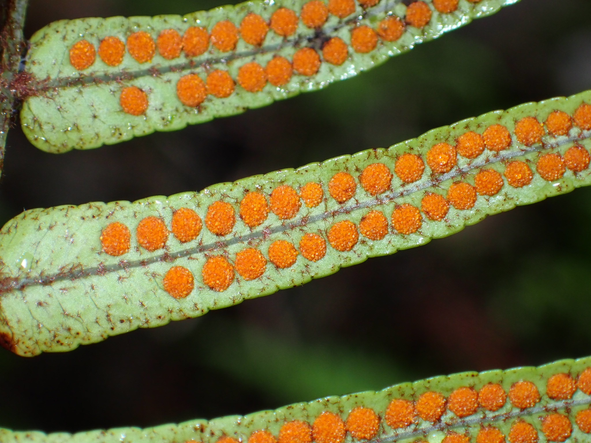 Imagem de Goniophlebium subauriculatum