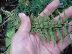 Myriopteris microphylla