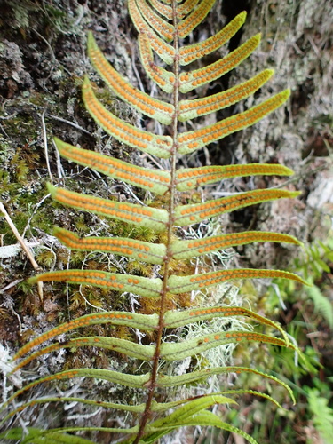 Foto de Goniophlebium subauriculatum