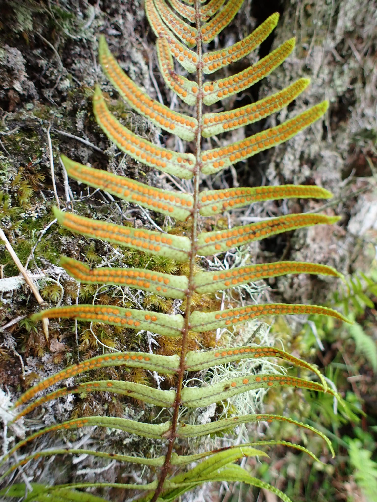 Imagem de Goniophlebium subauriculatum