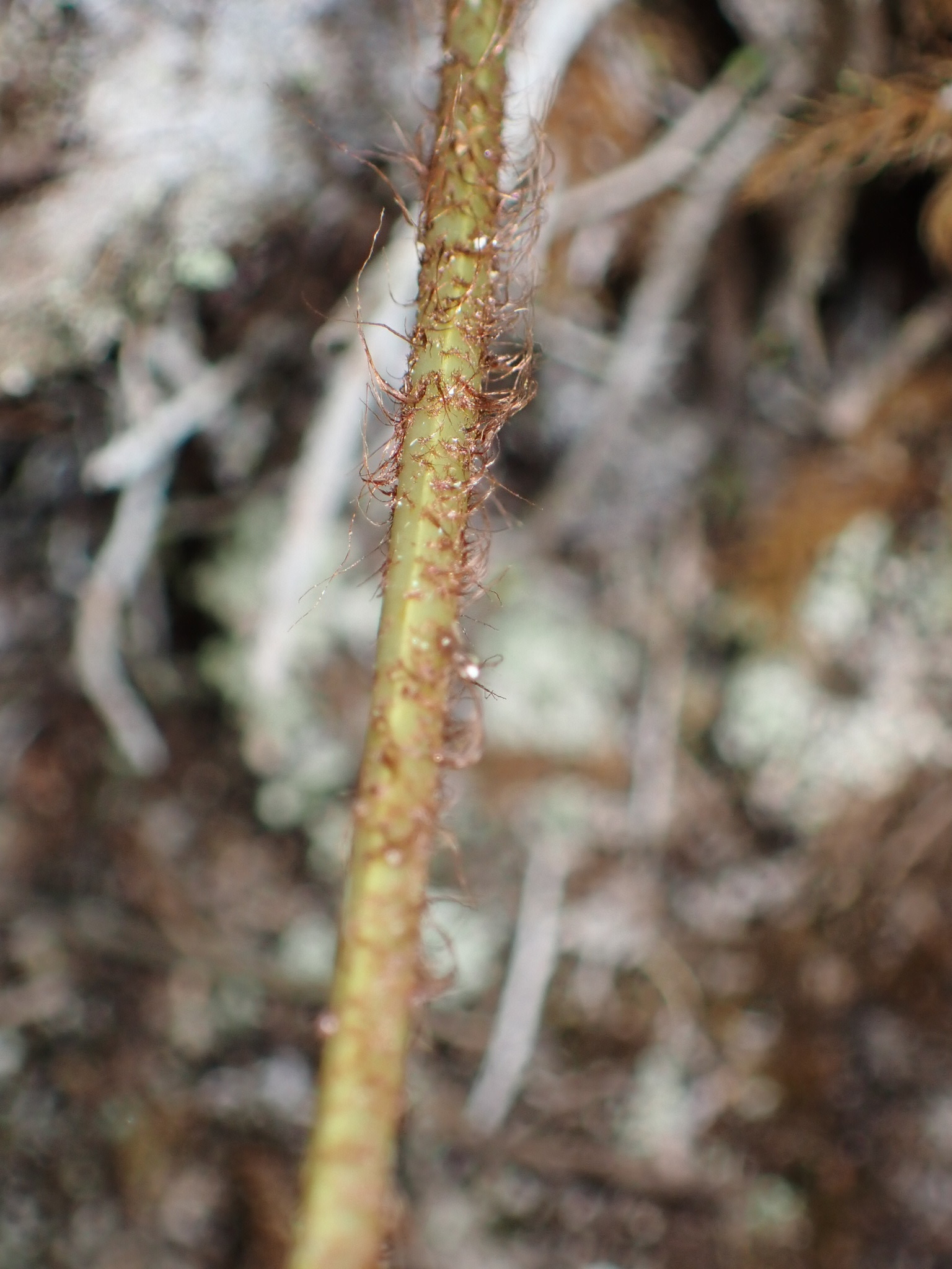 Imagem de Goniophlebium subauriculatum