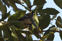 Parus major