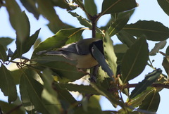 Parus major