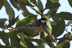 Parus major
