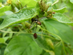 Salticidae