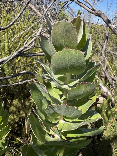 Leucospermum patersonii