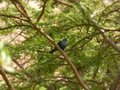 Onychognathus albirostris
