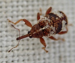 Anthonomus pedicularius