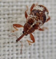 Anthonomus pedicularius