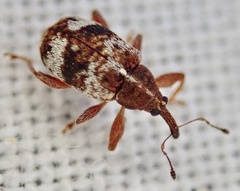 Anthonomus pedicularius