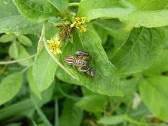 Salticidae