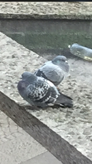 Columba livia domestica