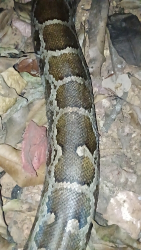 Indian Python