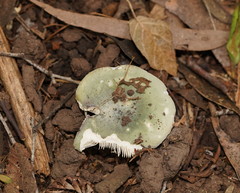 Russula iterika