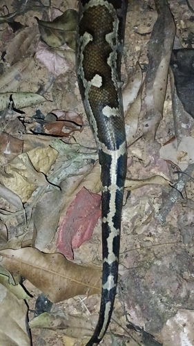 Indian Python
