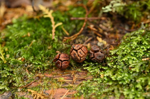Chamaecyparis obtusa, photograph 4