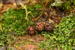 Chamaecyparis obtusa, photograph (c) 曾昱承 Yu-Cheng Zeng, some rights reserved (CC BY)