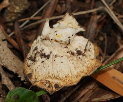 Russula iterika
