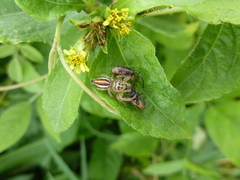 Salticidae