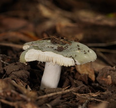 Russula iterika