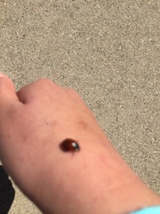 Coccinella septempunctata