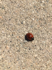 Coccinella septempunctata
