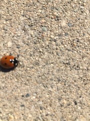 Coccinella septempunctata