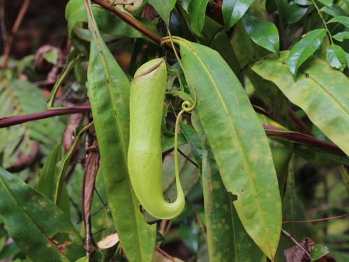 Nepenthes khasiana