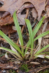 Carex arctata