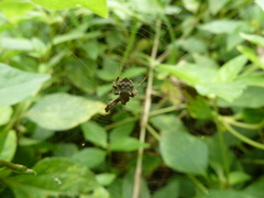Araneae