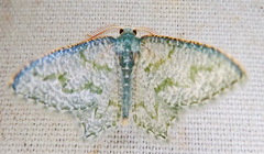 Chloropteryx opalaria