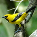 Yellow Oriole - Photo (c) barloventomagico, some rights reserved (CC BY-NC-ND)