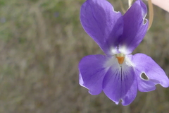 Viola × scabra