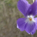 Viola × scabra - Photo (c) Elke Entenmann, some rights reserved (CC BY-NC), uploaded by Elke Entenmann