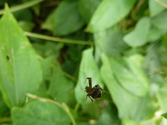 Araneae