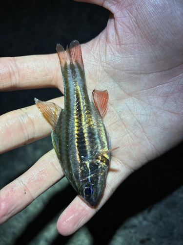 Ostorhinchus taeniophorus observed 2026-04-15