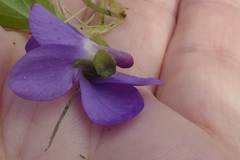 Viola × scabra