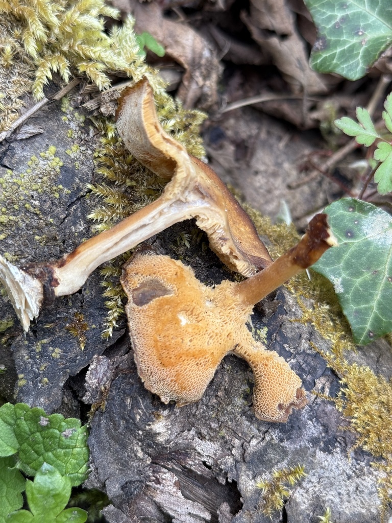 Lentinus brumalis · April 2026 · photo: © t0nb0 (iNaturalist, cc-by)