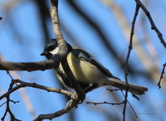 Parus major