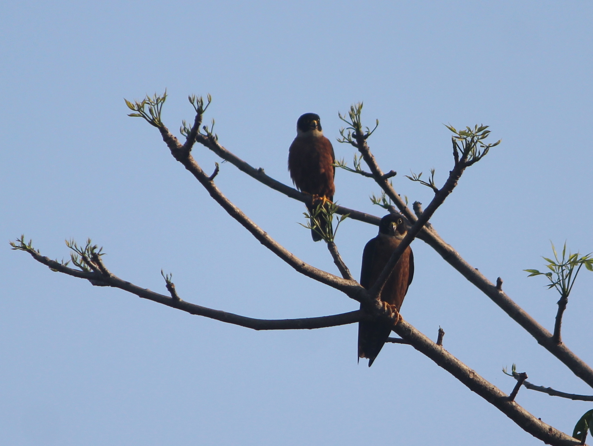 Oriental Hobby (Falco severus), photo 2