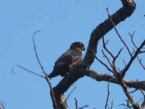 Oriental Hobby (Falco severus), photo 8