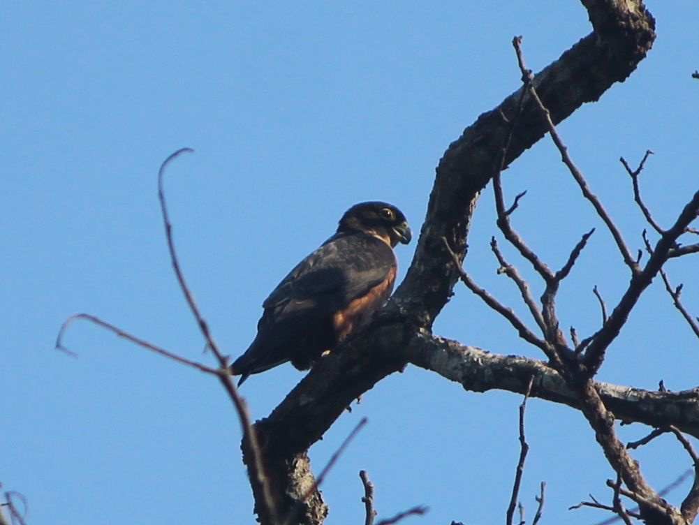 Oriental Hobby (Falco severus), photo 4